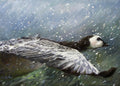 Duck swimming underwater with a blurred background