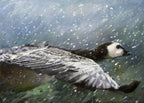 Duck swimming underwater with a blurred background