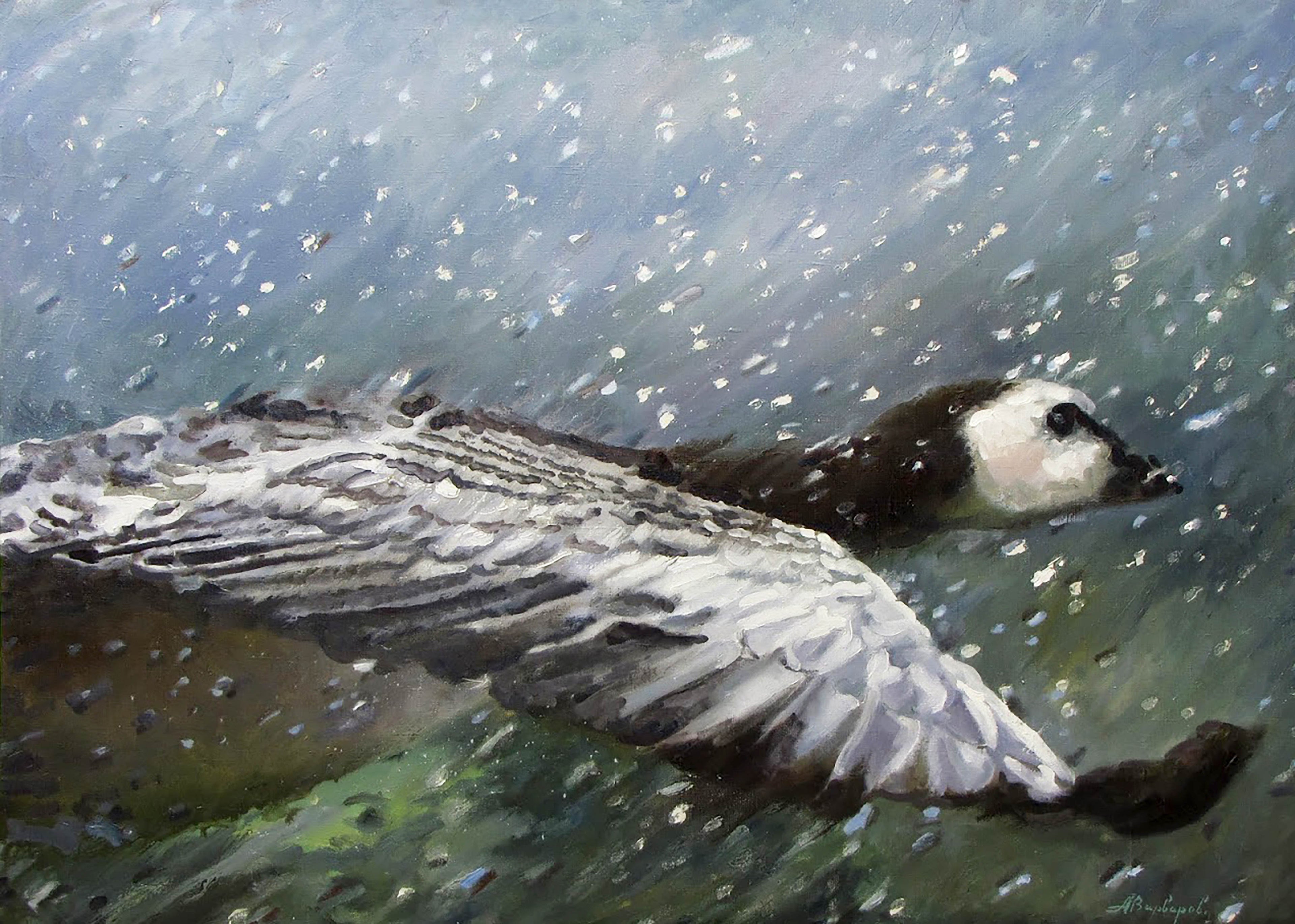 Duck swimming underwater with a blurred background