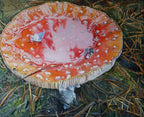 Mushroom with a red cap and white spots on a grassy background
