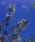 Flowering tree branch with pink and white flowers against a blue sky with a kite flying.