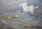 Painting of a swan flying over water with paper airplanes.