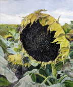 Close-up of a sunflower with a focus on the seeds, surrounded by green leaves.