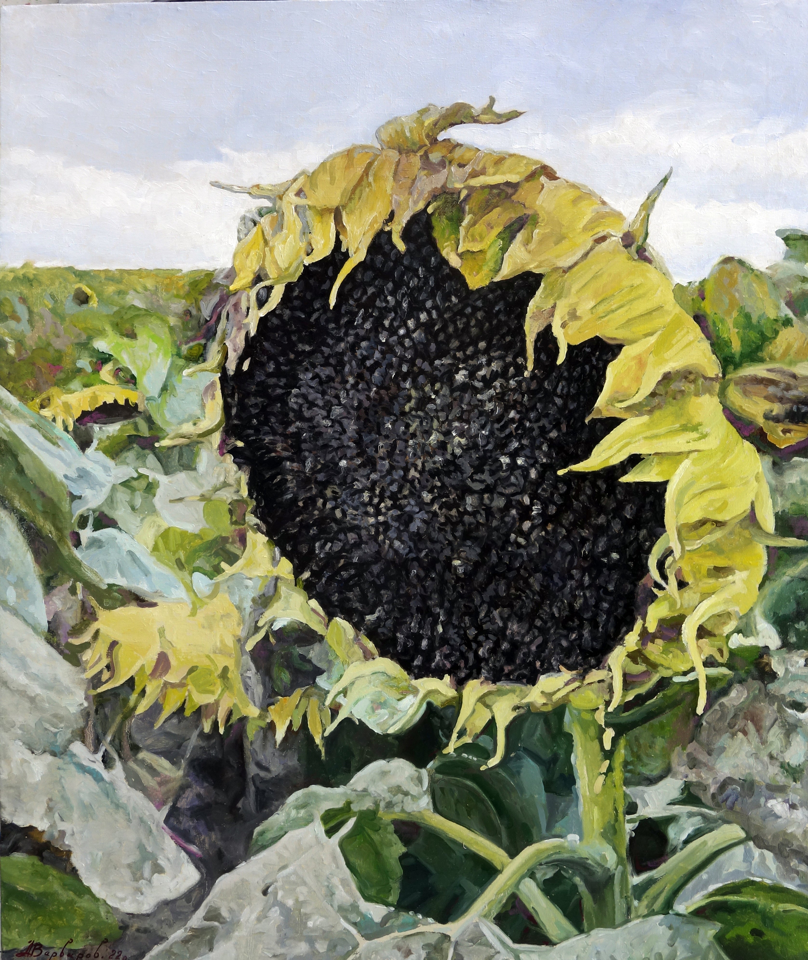 Close-up of a sunflower with a focus on the seeds, surrounded by green leaves.