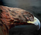 Close-up of an eagle's head with detailed feathers on a dark background