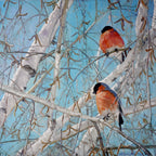 Two birds perched on snow-covered branches against a blue sky