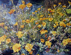 Oil painting of a field of yellow flowers with a blurred background
