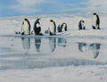 Group of penguins on a snowy landscape with a small pool of water.