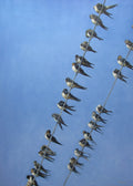 Birds perched on a power line against a blue sky