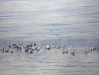 Seagulls on a calm water surface with a single seagull flying above.