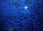 Flock of birds flying against a dark blue sky with a full moon.
